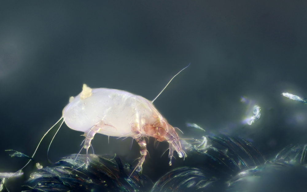 A closeup of a dust mite on knitted fabric