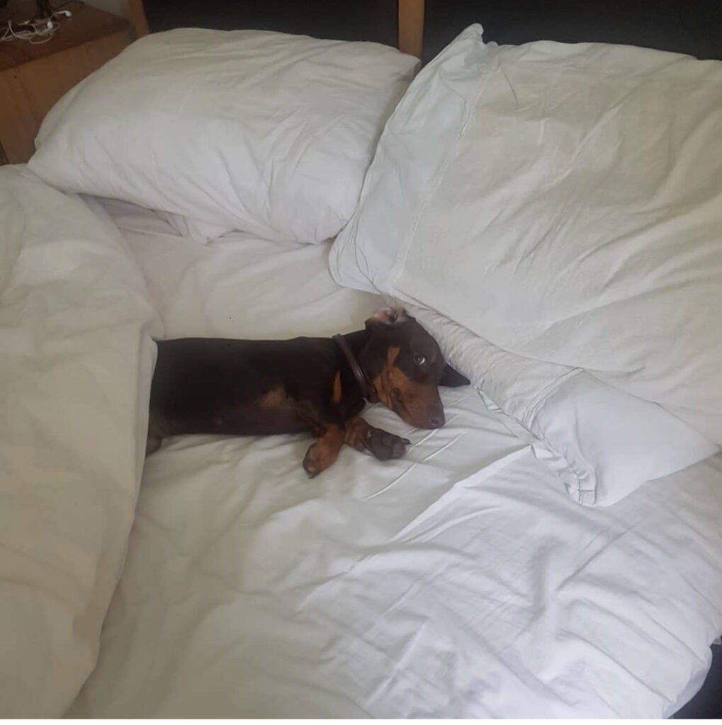 A sausage dog laying on a white bed.