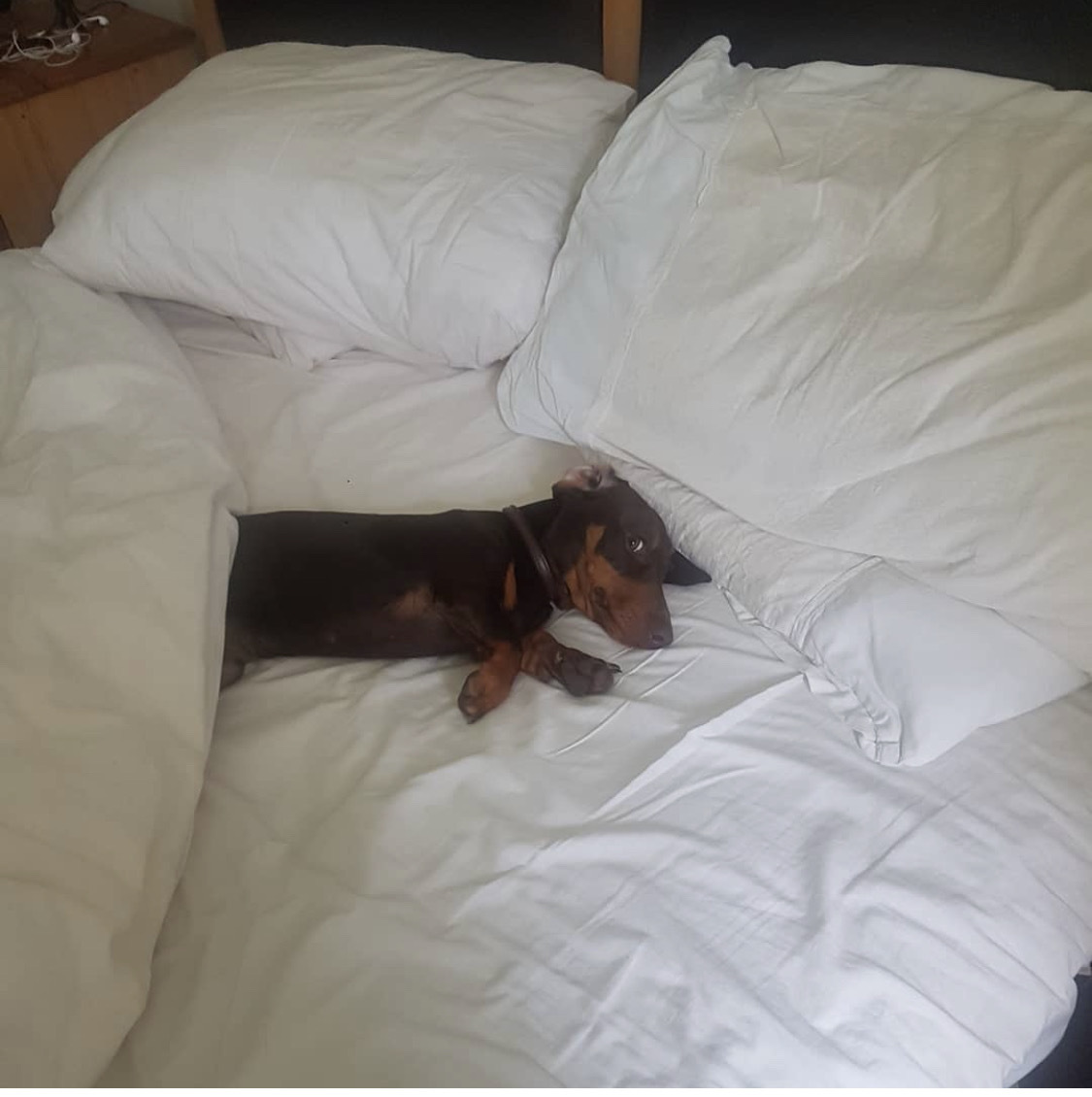 Britain’s Favourite Dog Breed Takes Up A Third Of The Bed Mattress Online