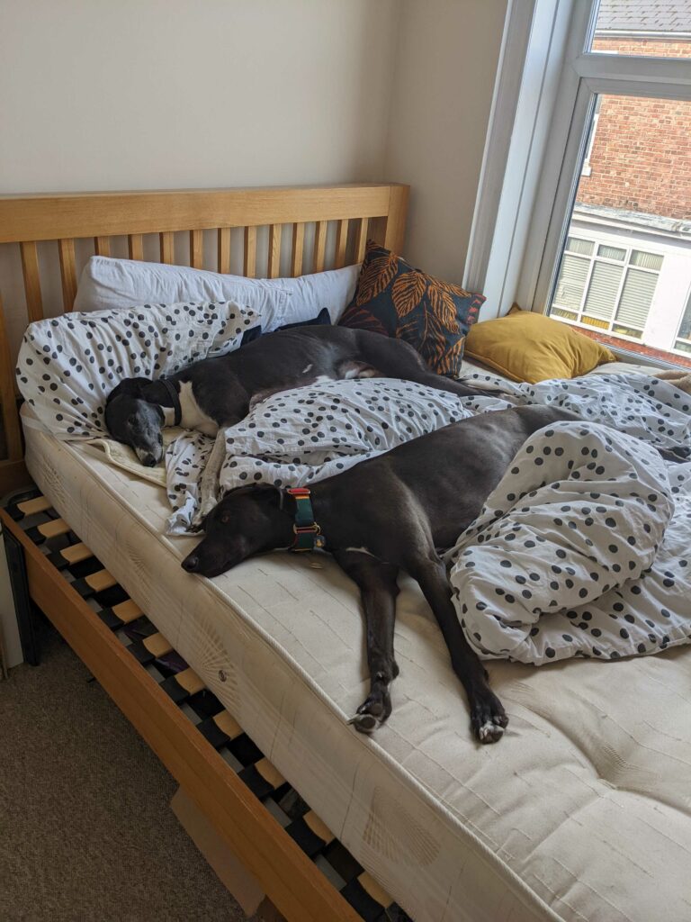 Two lurchers lying on a messy wooden bed frame with.