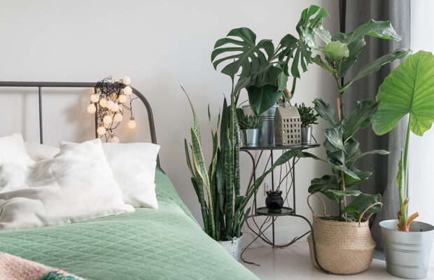 Bedroom plants that help you sleep