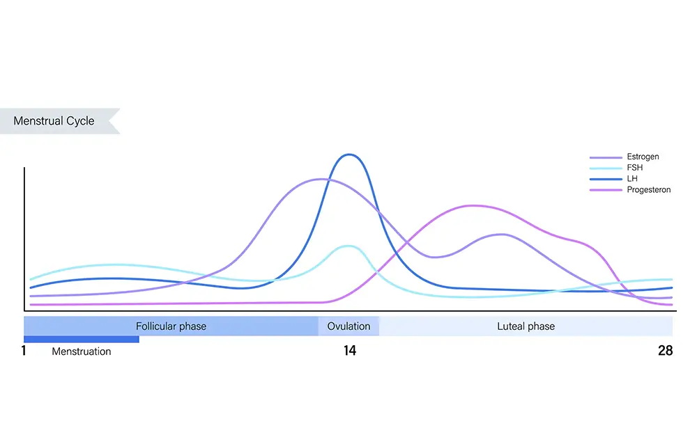 This graph illustrates the hormonal changes during a 28-day menstrual cycle. It shows the fluctuations of estrogen, progesterone, LH and FSH. During the follicular phase - days 1–14 -, FSH and estrogen rise, with estrogen peaking just before ovulation. Around day 14, LH surges, triggering ovulation. In the luteal phase (days 15–28), progesterone and estrogen rise again.